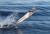 Nice little Black Marlin performed for punters on the Mahi Mahi 11 during the week